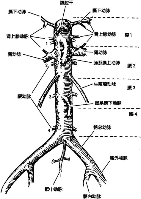 腹主動脈分支口訣 遇到蛇代表什么